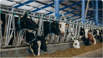 Innovaciones Tecnológicas en la Ganadería Moderna